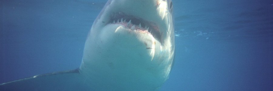 Great white shark under water with mouth open